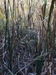 Bradypterus baboecala