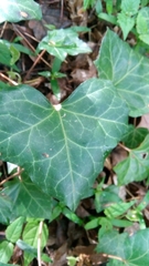 Hedera helix