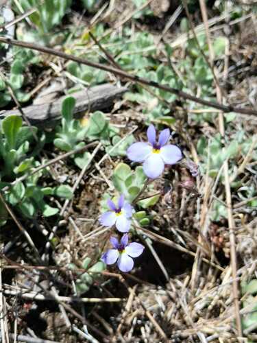 Lobelia orientalis 2