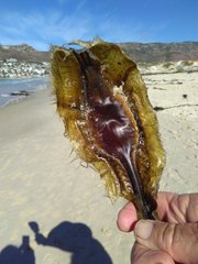 Callorhinchus capensis