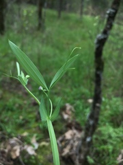 Lathyrus pusillus