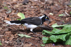 Cyanocorax cyanopogon