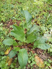 Rumex obtusifolius