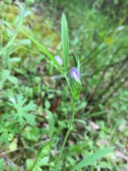 Lathyrus pusillus