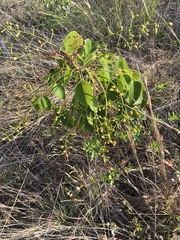 Metopium toxiferum image