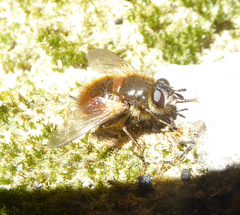 Tachina lurida