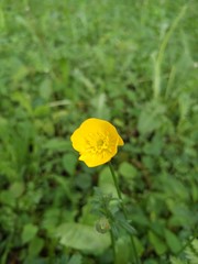 Ranunculus bulbosus