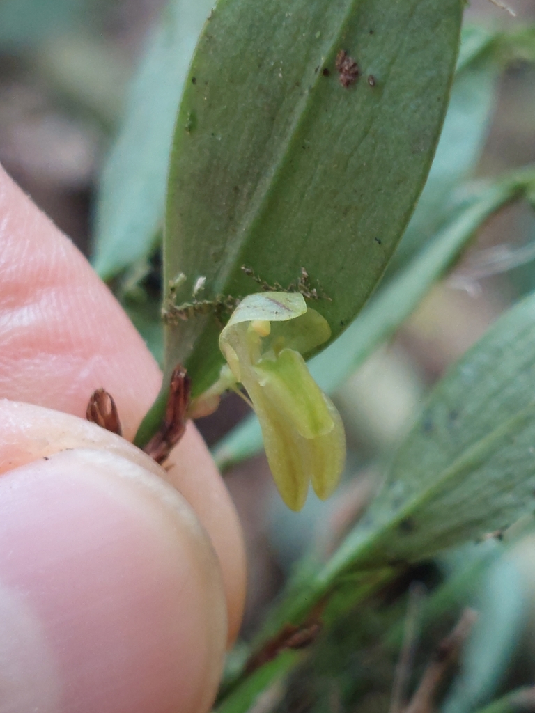 Pleurothallopsis carnosa