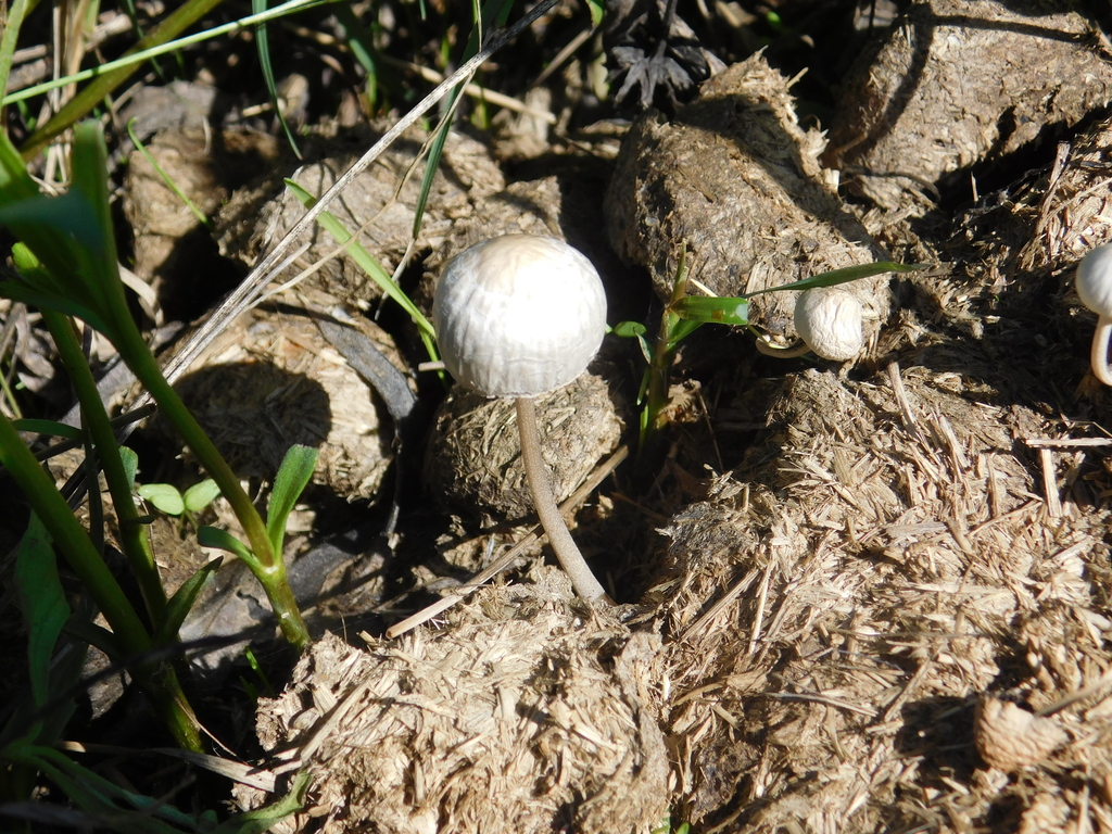 Panaeolus antillarum · March 2024 · photo: © bombin (iNaturalist, cc-by)