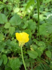 Ranunculus bulbosus