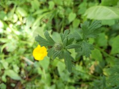 Ranunculus bulbosus