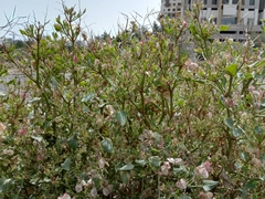 Rumex vesicarius