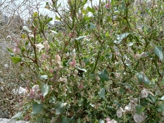 Rumex vesicarius