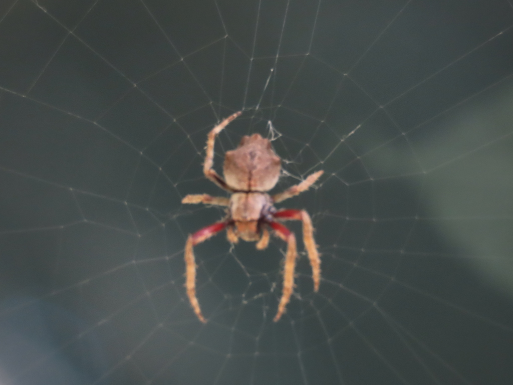 knobbled-orbweaver-from-eugenana-tas-7310-australia-on-march-15-2024