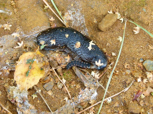 Common glow-worm