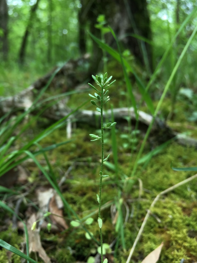 Openground Draba