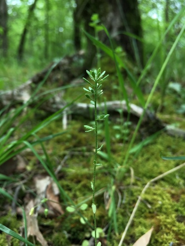 openground draba (Draba aprica)