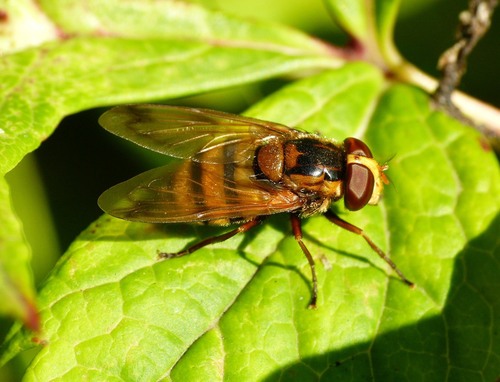 Lesser Hornet Hoverfly photo 4