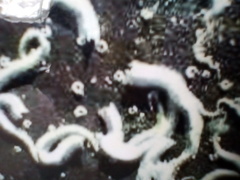 Spirobranchus triqueter