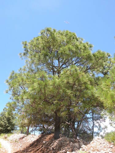 Yécora Pine (Pinus yecorensis)