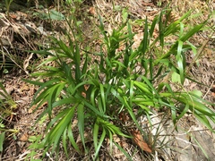 Liatris compacta