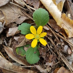 Chrysogonum repens, photograph Leila Dasher, CC BY, iNaturalist via GBIF