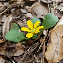 Chrysogonum repens, photograph Leila Dasher, CC BY, iNaturalist via GBIF