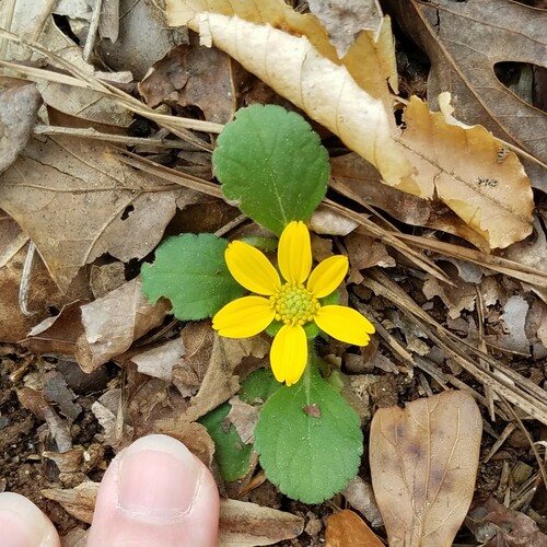 Chrysogonum repens, photograph 6