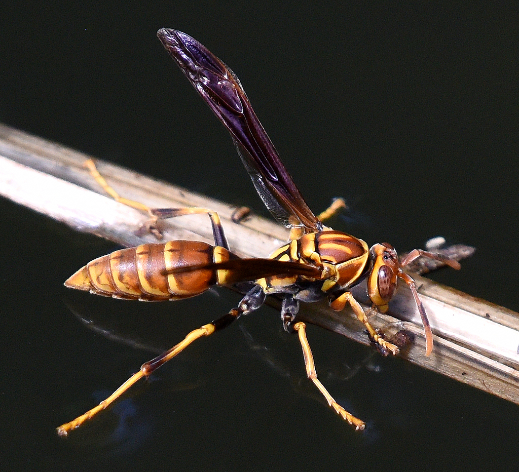 Polistes lineonotus
