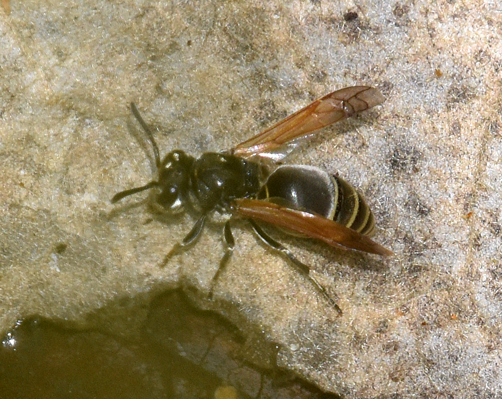 Mexican Honey Wasp from 23530 Caduaño, B.C.S., Mexico on March 12, 2024 ...