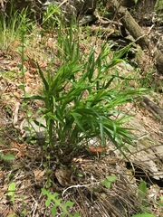 Liatris compacta