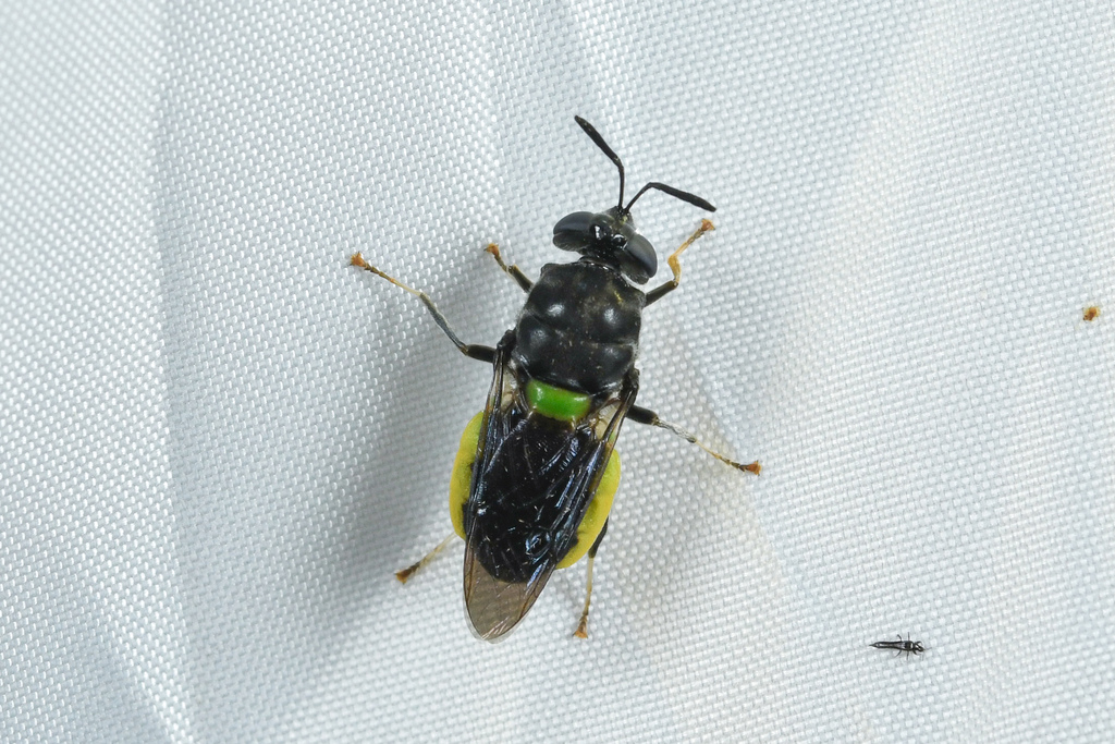 Stratiomys micropilosa