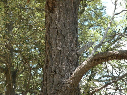 Image of Pinus yecorensis by (c) M. Socorro González Elizondo, some rights reserved (CC BY-SA)
