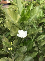 Gardenia jasminoides