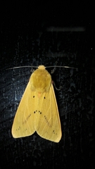 Spilarctia subcarnea