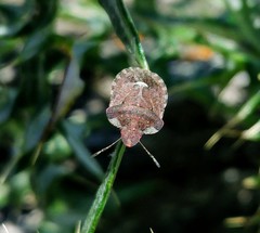 Dyroderes umbraculatus