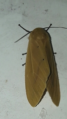 Spilarctia subcarnea