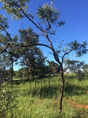 Dalbergia miscolobium