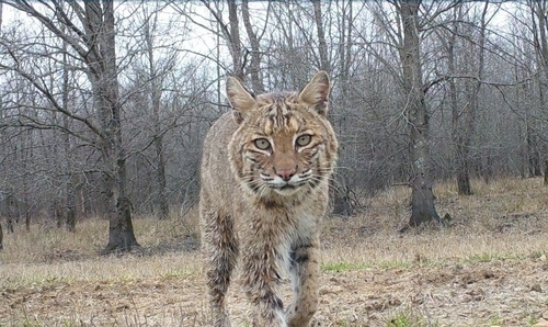 Bobcat photographed in Mississippi