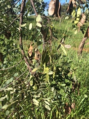 Dalbergia miscolobium