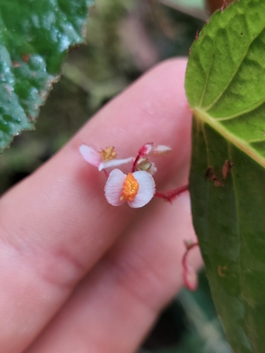 Begonia dugandiana (Begonia dugandiana)