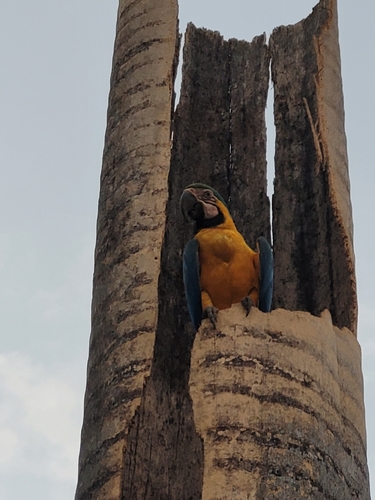 Blue-and-yellow Macaw