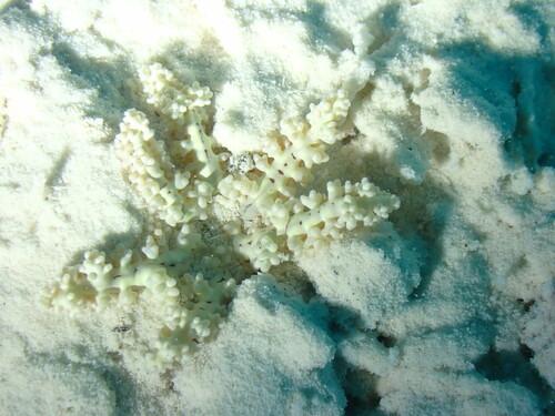 Megalactis hemprichii