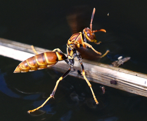 Polistes lineonotus
