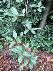 Elaeagnaceae
