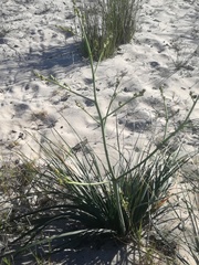 Trachyandra tabularis