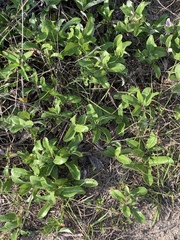 Geobalanus oblongifolius