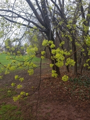 Cornus mas