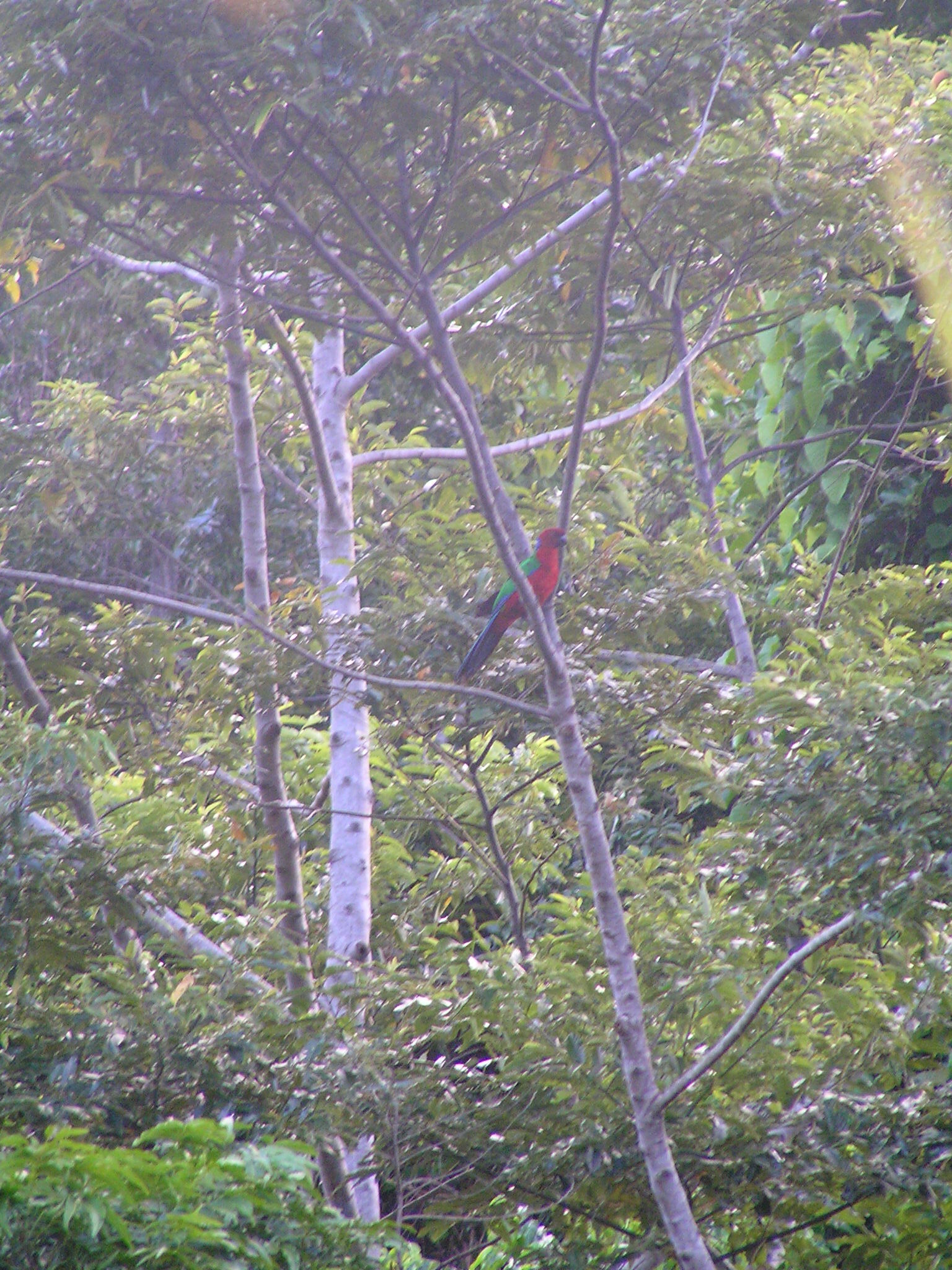 Crimson Shining Parrot (Prosopeia splendens), photo 5
