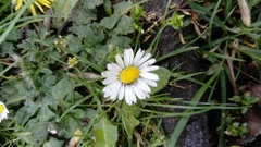 Bellis perennis